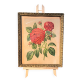 Floral lithography