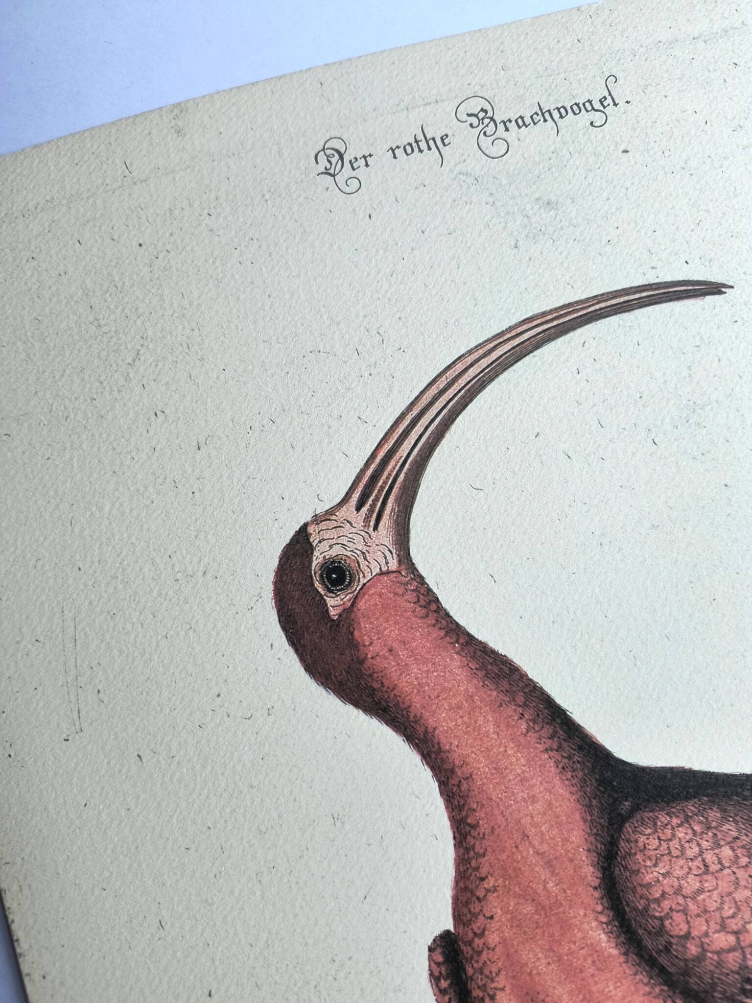 Antique bird engraving - Red Whimbrel - Nature plate by Seligmann