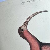 Antique bird engraving - Red Whimbrel - Nature plate by Seligmann