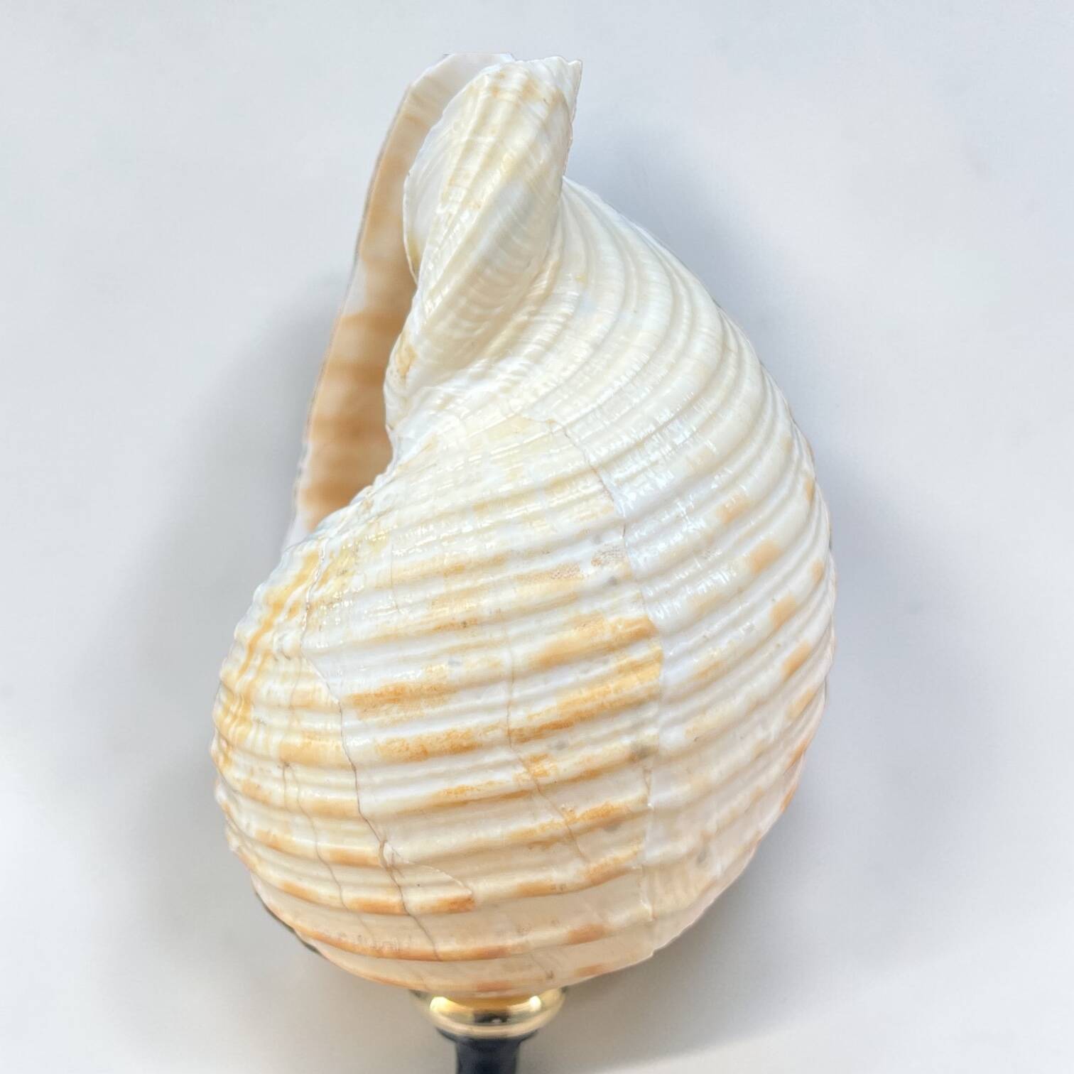 Tonna Galea shell on a turned wooden base, late 19th century curiosities.
