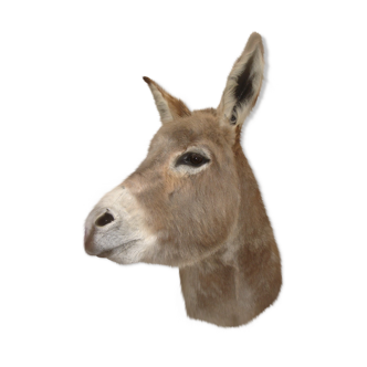 Naturalized donkey head