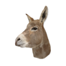 Naturalized donkey head