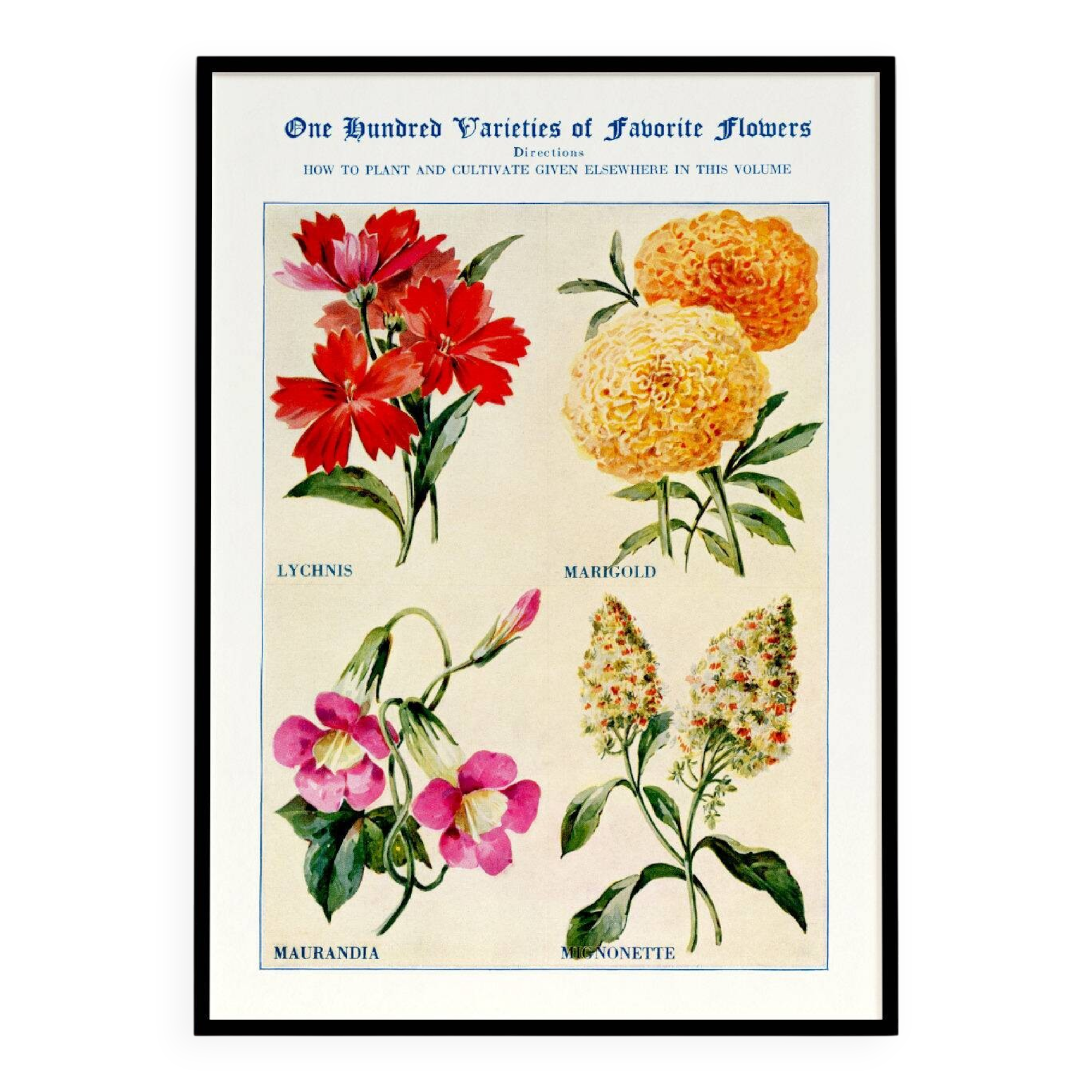 Poster about God's carnations, worries, and maurandies
