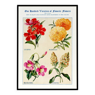Poster about God's carnations, worries, and maurandies