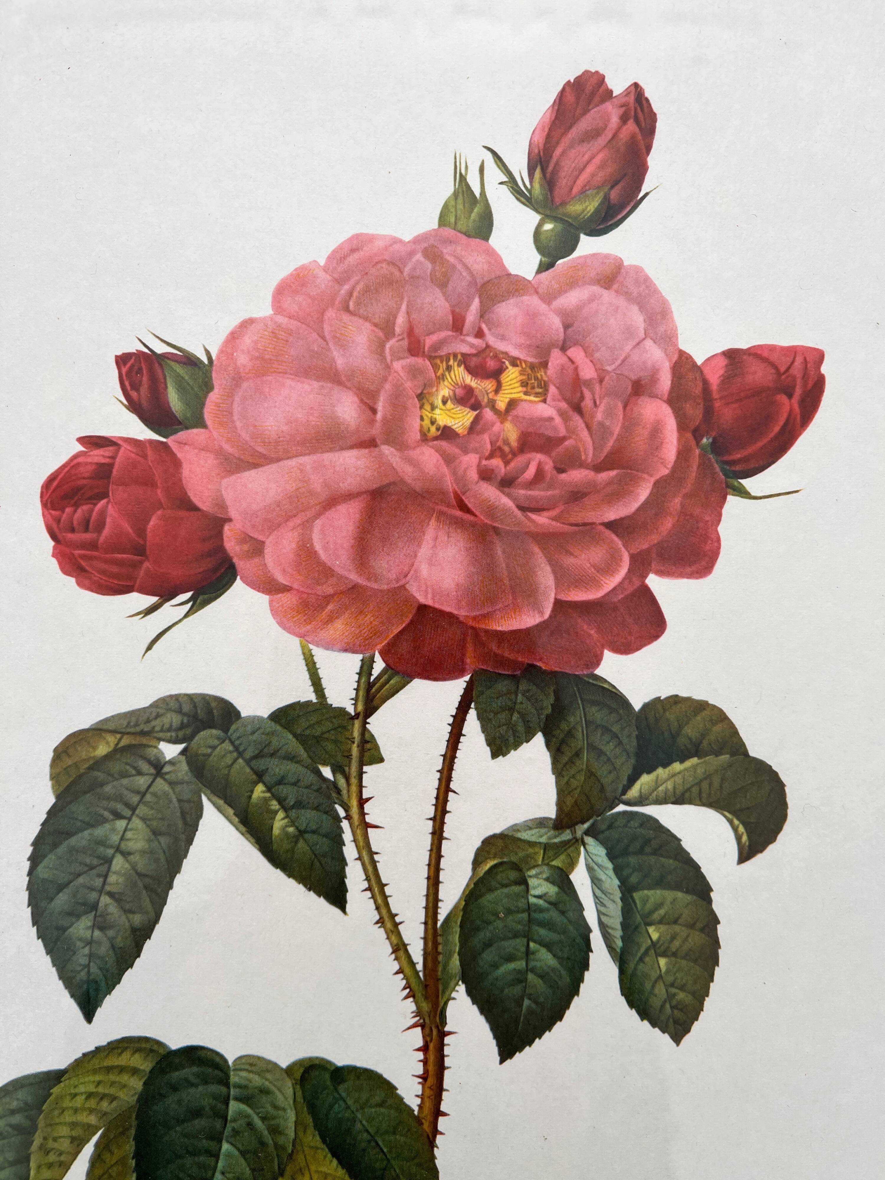 Framed lithograph roses Pierre Joseph Redouté, vintage botanical poster
