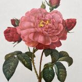 Framed lithograph roses Pierre Joseph Redouté, vintage botanical poster