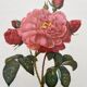 Framed lithograph roses Pierre Joseph Redouté, vintage botanical poster