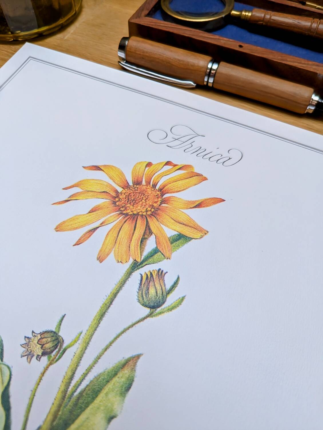 Printed in 1986, Arnica botanical plate.