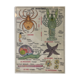 Pedagogical poster