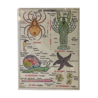 Pedagogical poster