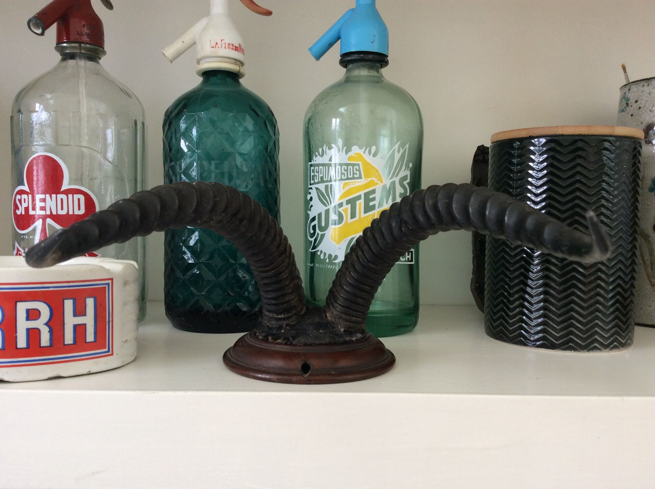 Trophy antelope horns