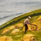 Harvest by the Sea, Lou Dolin 1994