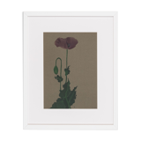Poppy, Aquarelle on Paper, 42 x 52 cm