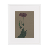 Poppy, Aquarelle on Paper, 42 x 52 cm