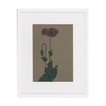Poppy, Aquarelle on Paper, 42 x 52 cm
