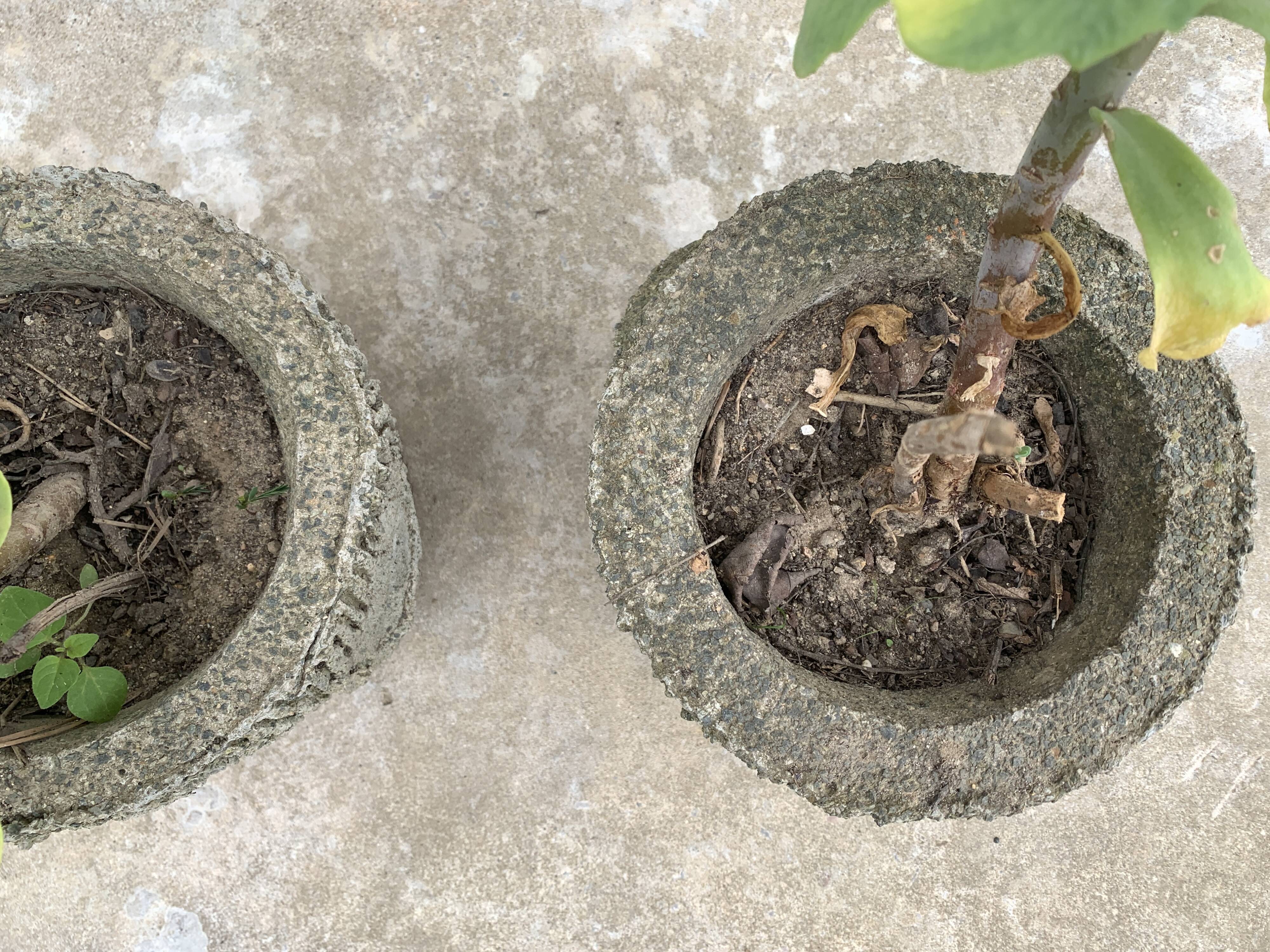Two cement planters imitation tree trunks