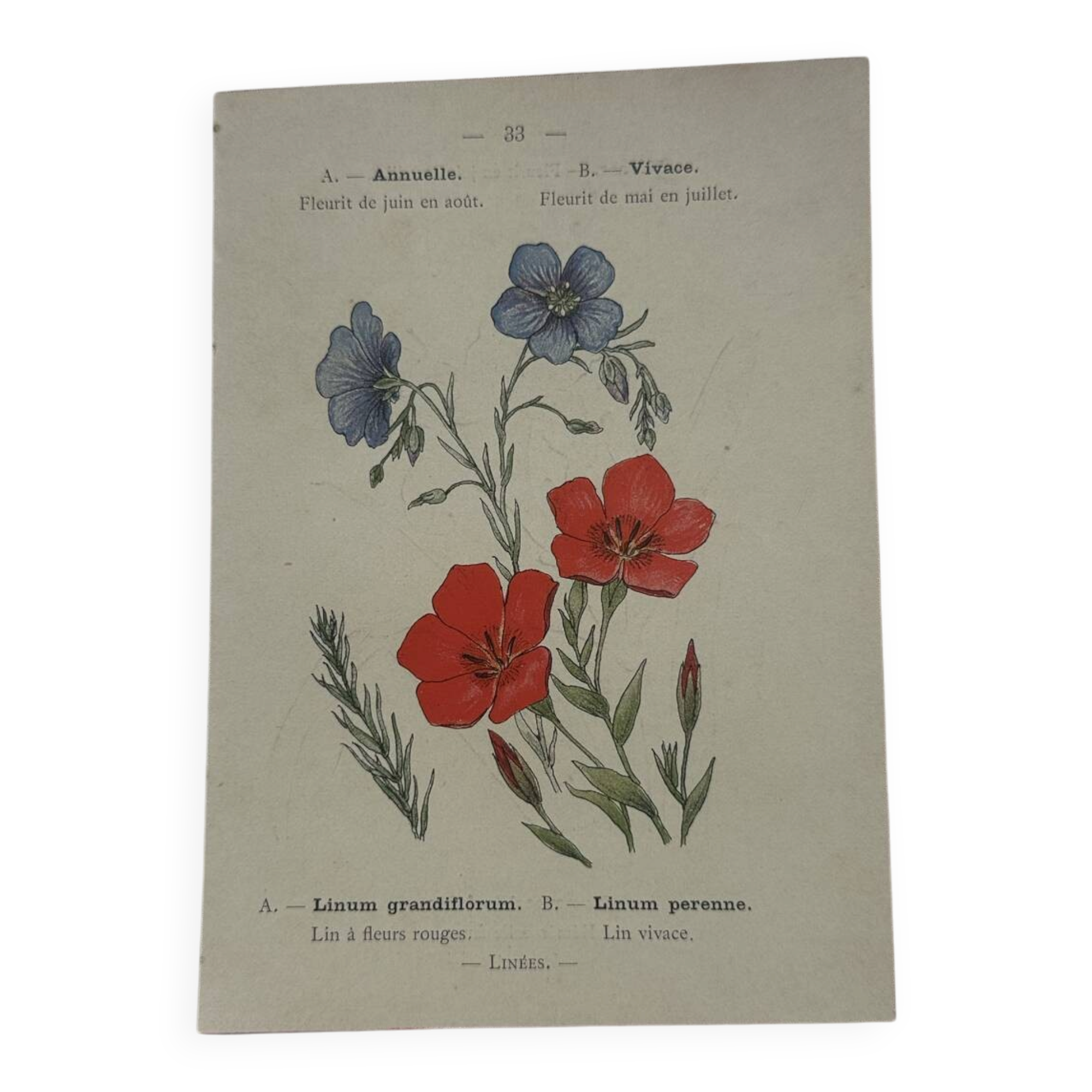 Planche botanique, gravure naturaliste, 19ème