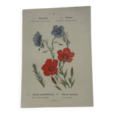 🌿 Botanical Plate Old Naturalist Engraving 19th Century Double-Sided