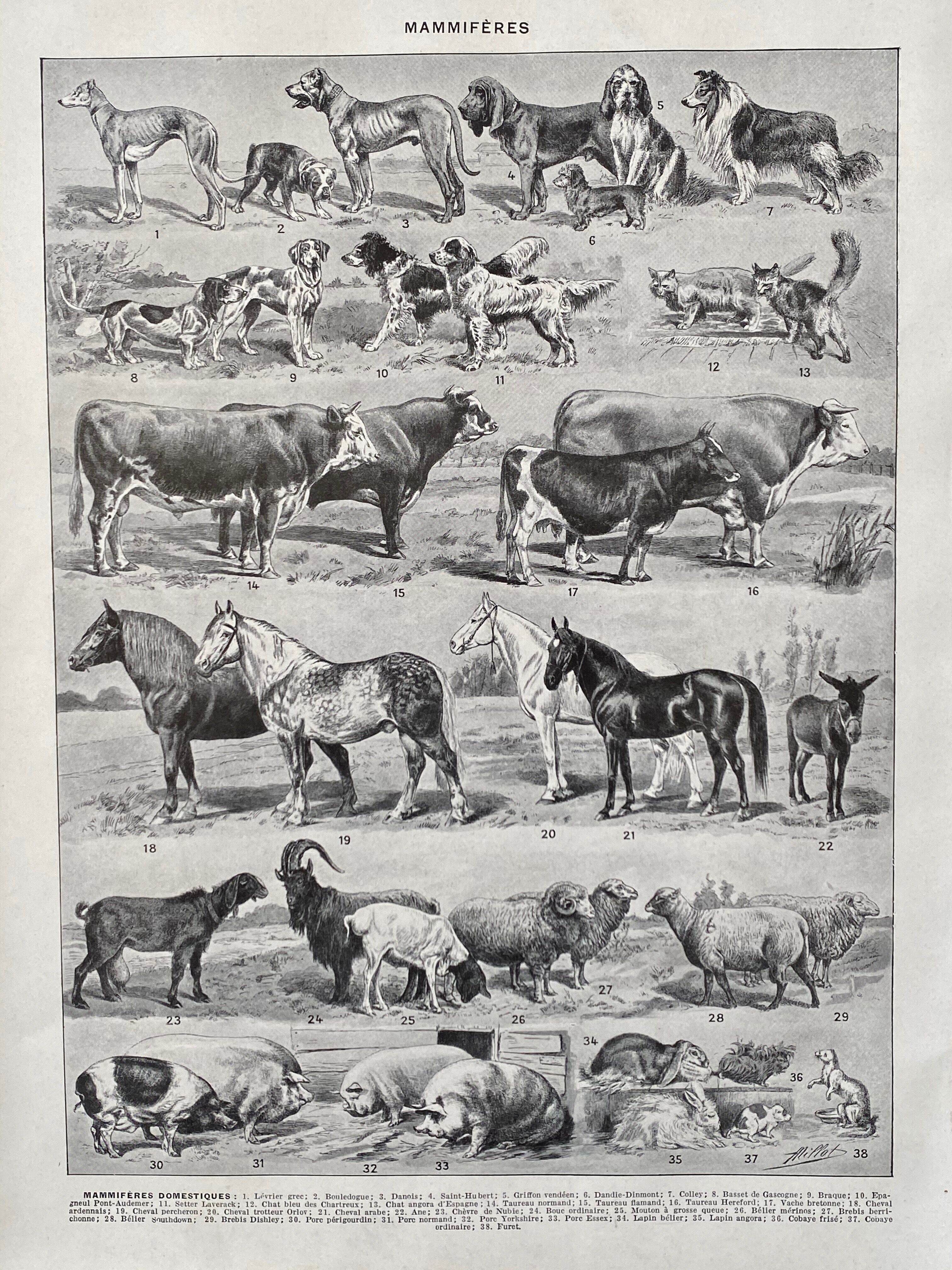 Illustration Millot "Mammals"