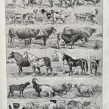 Illustration Millot "Mammals"