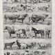 Illustration Millot "Mammals"