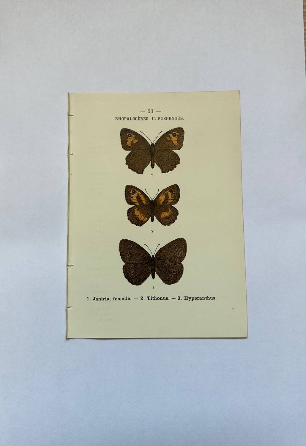 Botanical engraving butterflies double-sided naturalist plate Etching