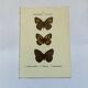 Botanical engraving butterflies double-sided naturalist plate Etching