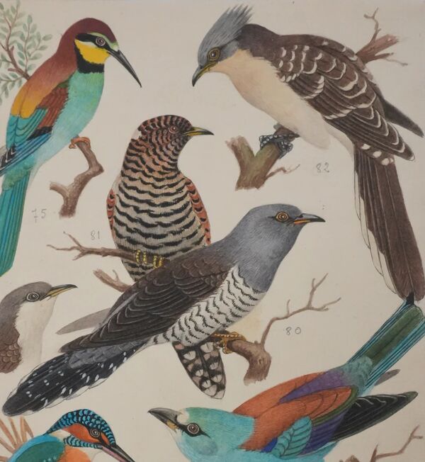 Louis Delapchier : Guêpier, Rollier et Martin-pêcheur, aquarelle originale signée