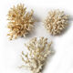 Lot de 3 petits buissons coraux du pacifique