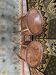 Pair of Louis XV marquetry bedside tables