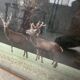 Old photo deer