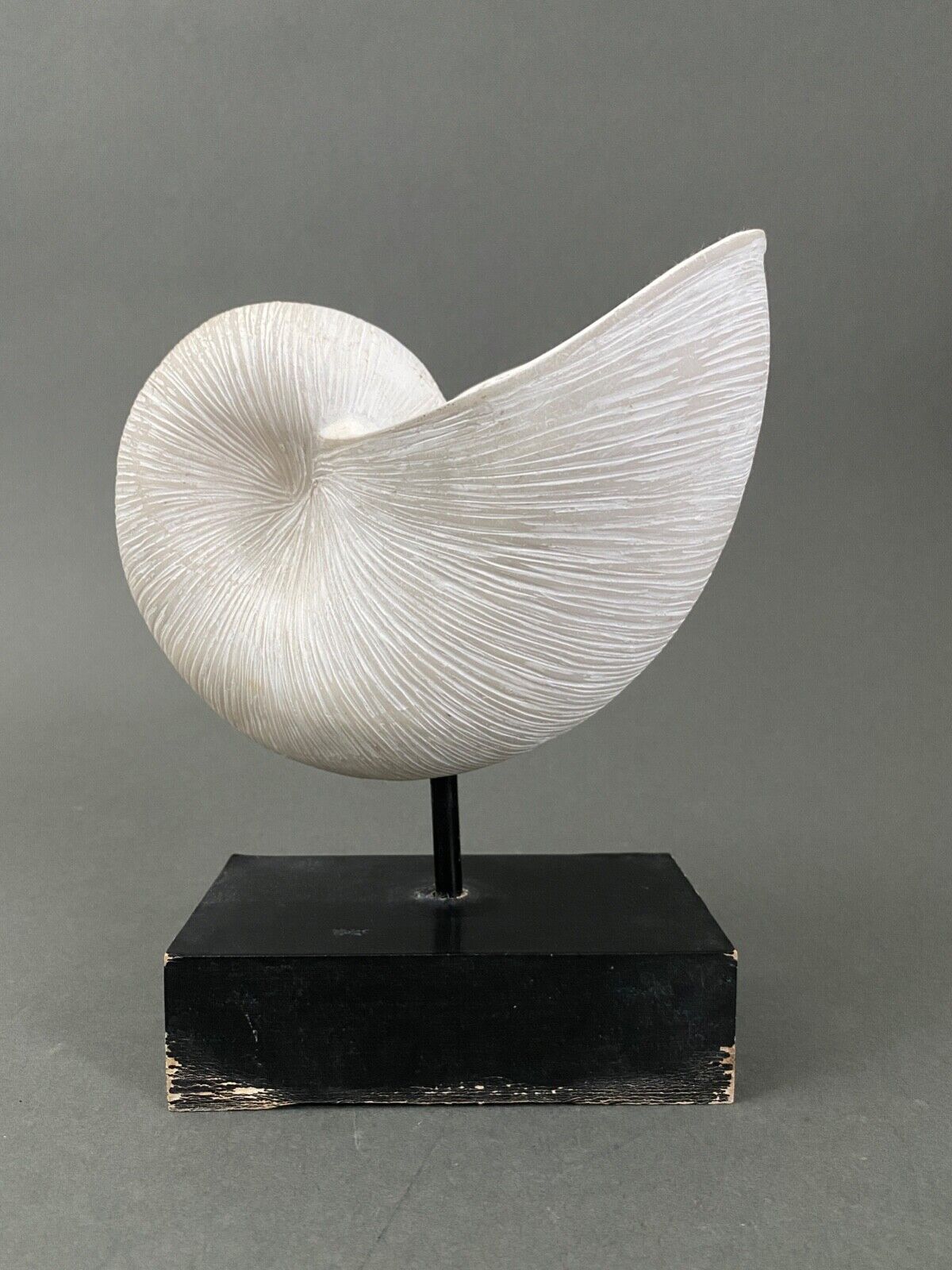 Plaster shell on blackened wooden base cabinet of curiosities XXth