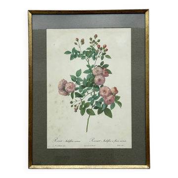Floral illustration
