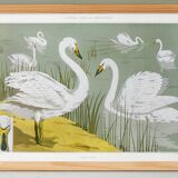 Poster “Wild Swan”, after an Art Nouveau lithograph from 1897
