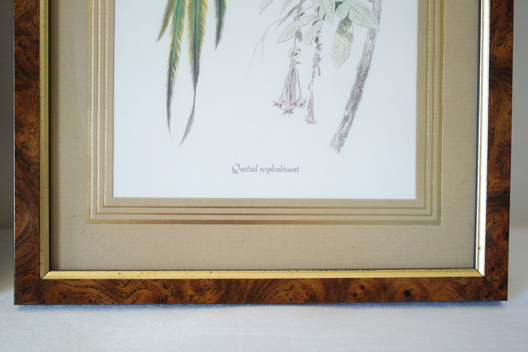 Pair of framed bird engravings