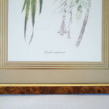 Pair of framed bird engravings