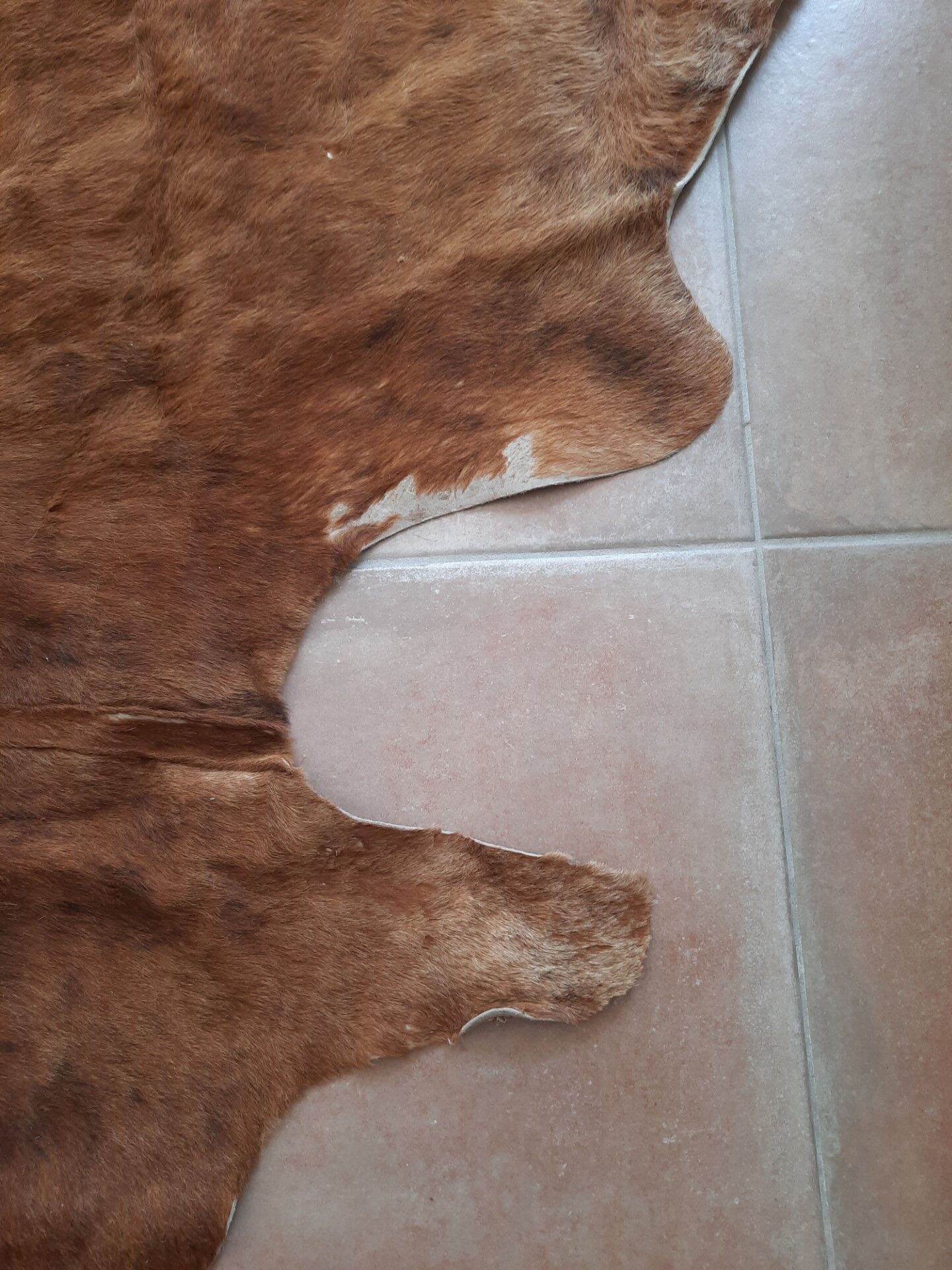 Cowhide carpet 230/190