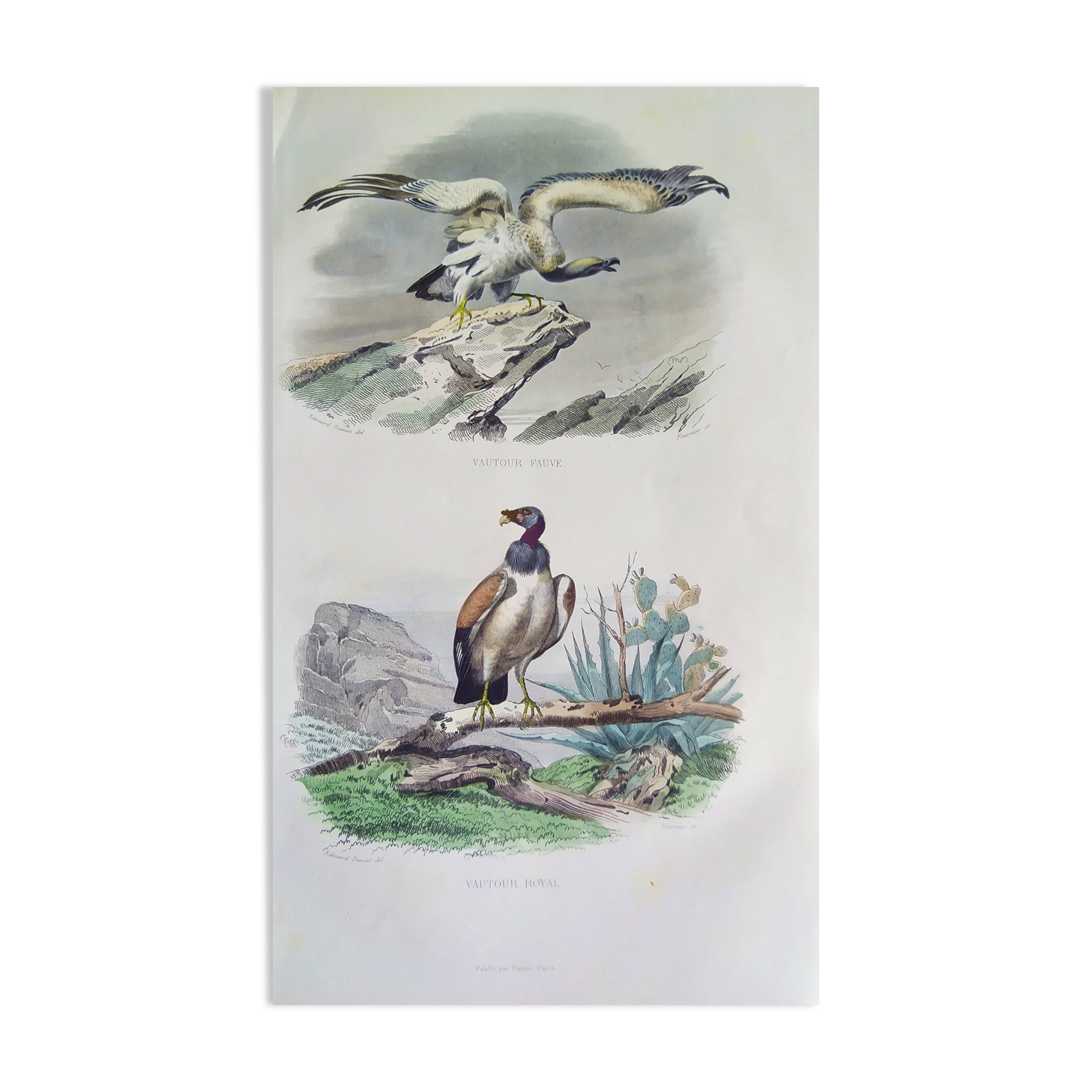 Ornithological Plate Buffon 1840 "Griffon Vulture & Royal Vulture"