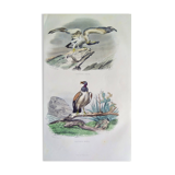 Planche Ornithologique Buffon 1840 "Vautour Fauve & Vautour Royal"