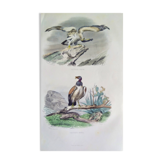Ornithological Plate Buffon 1840 "Griffon Vulture & King Vulture"