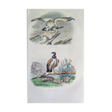 Planche Ornithologique Buffon 1840 "Vautour Fauve & Vautour Royal"
