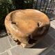 Olive root chair design