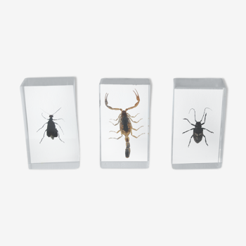 Lot of 3 inclusions resin insects Entomology taxidermy