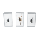 Lot of 3 inclusions resin insects Entomology taxidermy