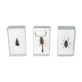 Lot of 3 inclusions resin insects Entomology taxidermy