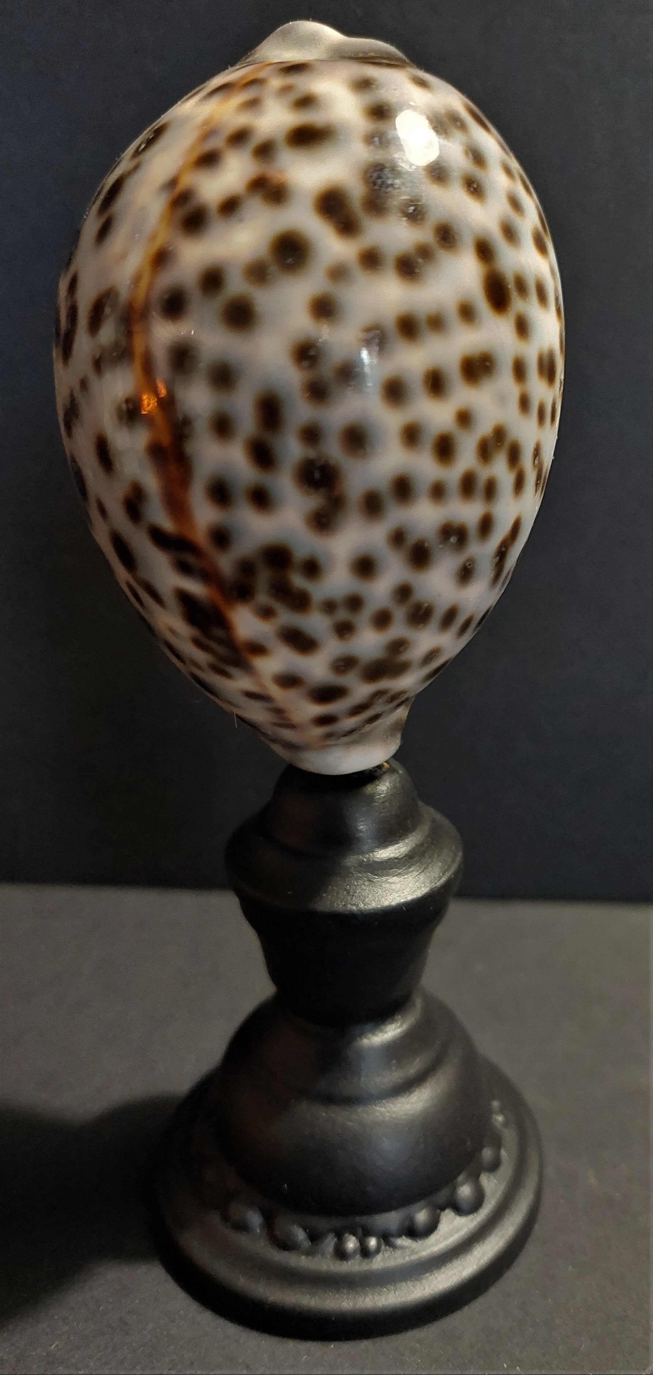 Cabinet of Curiosities shell cypraea tigris on base