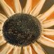 Coupelles tournesol de Gien