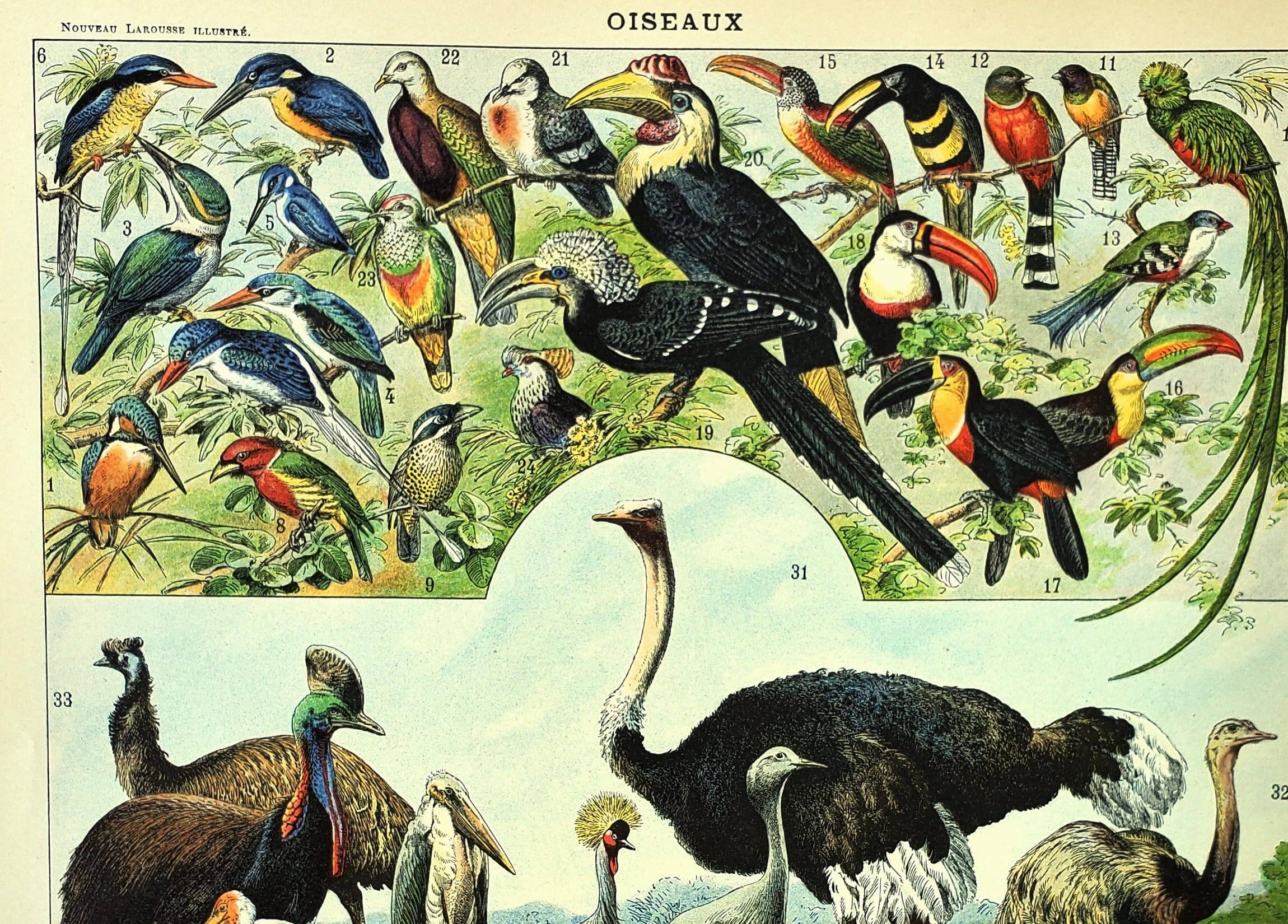 Antique engraving 1897 A. Millot - Birds 3, species