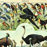 Gravure ancienne 1897 A. Millot - Oiseaux 3, espèces