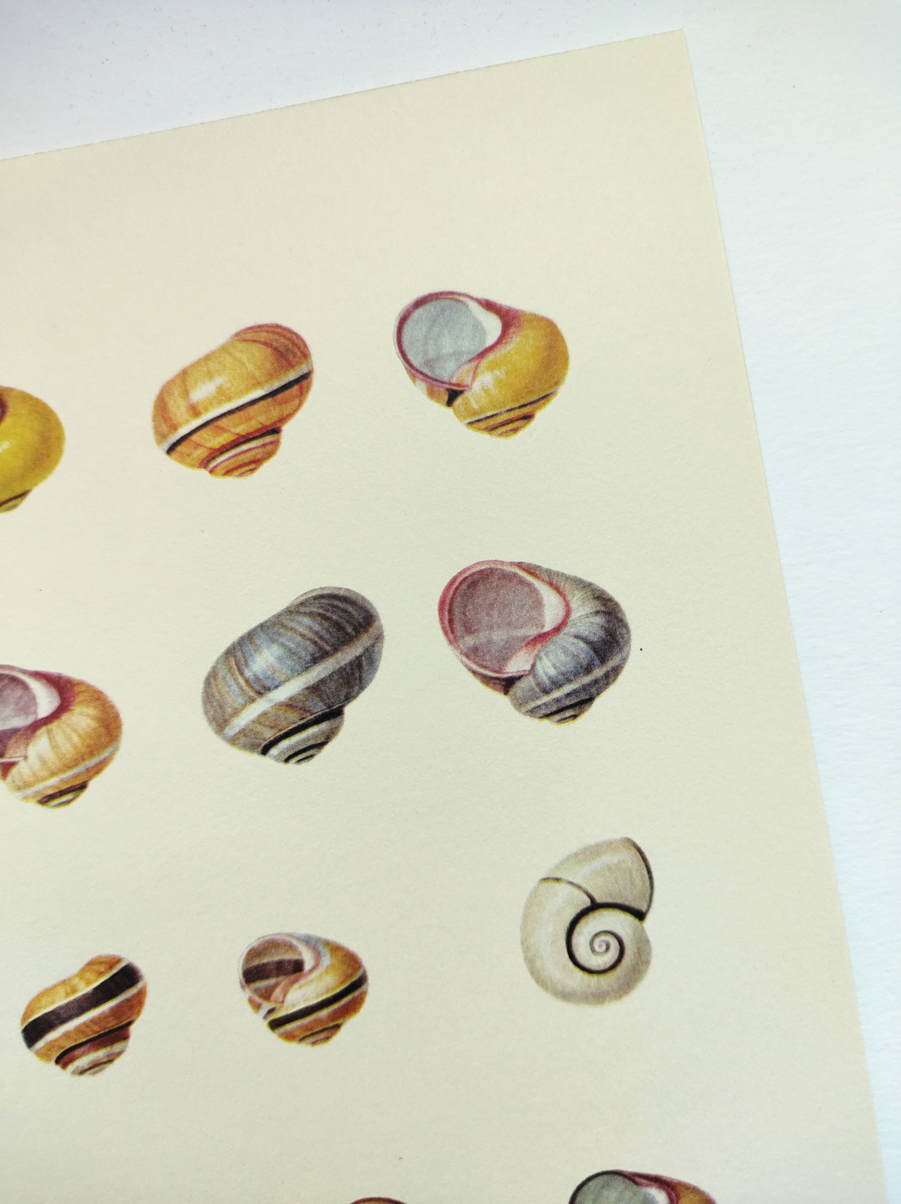 Old board - Snail Shell - Vintage illustration from 1970
